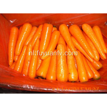 Big size van Shandong Carrot